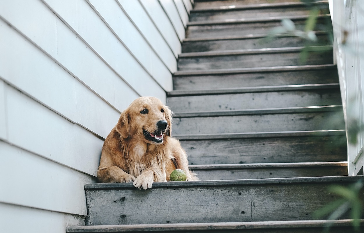 heroin tack Sælger Hunde sollten Treppen meiden. Stimmt das? | Lill's Dog Blog